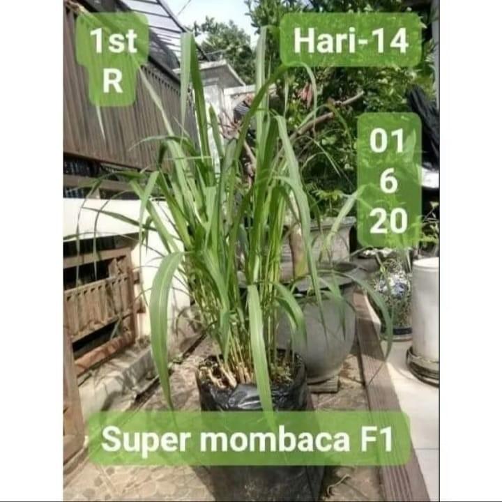 Benih Rumput Mombaca F1 Ghine ±200 Biji Pakan Ternak Garansi Cepat Bibit Pupuk vitamin kambing gemuk Benih Rumput Mombaca F1 Ghine ±200 Biji Pakan Ternak Garansi Cepat Bibit Pupuk vitamin kambing gemuk