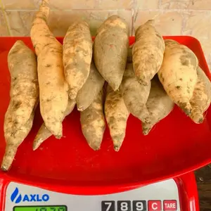 UBI MADU Cilembu Ukuran Sedang berat 1Kg. Olahan Sangat Nikmat dan Manis untuk Camilan Sehat Halal kecombrang Wijen Biji