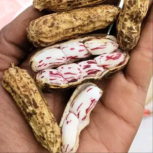 Kacang Lurik Batik 1 KG Fresh Padat