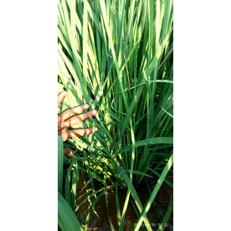 PROMOO BENIH/BIBIT PADI CIHERANG MADU 2KG 6