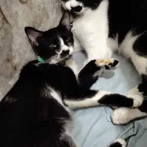 MONMONOKO ASLI - KAPSUL AJAIB VITAMIN PANLEU CALICI FIP