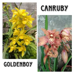PROMO anggrek tanah Goldenboy 3 + 1 Canruby Coklat - Khusus Co saat live