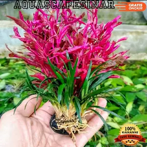 triminil mix kucai mini media wabikusa tanaman aquascape low co2 tanaman air