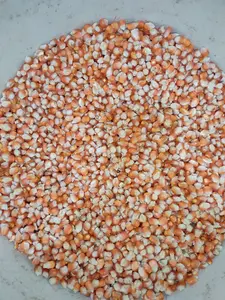 Jagung Pakan Ayam Ternak Pipil Premium Kemasan 1 kg