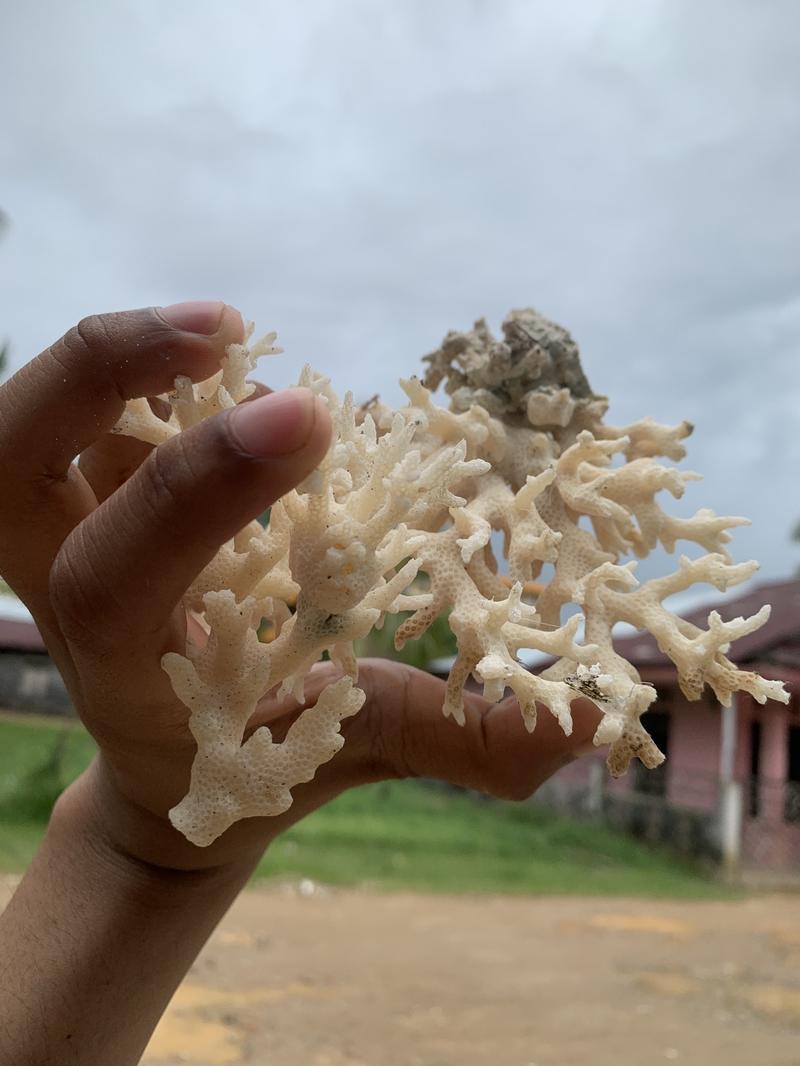 Product Introduction of Kerang dari laut untuk hiasan 6