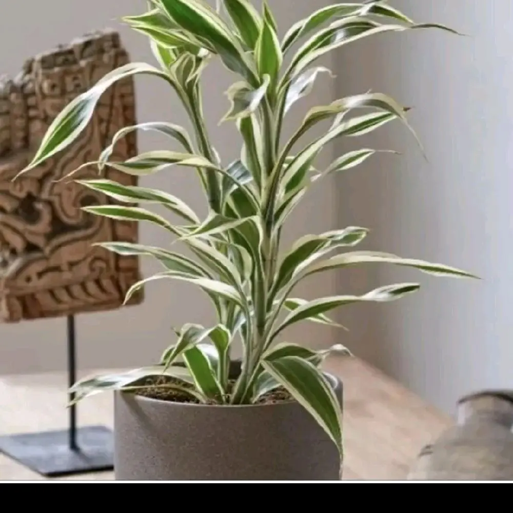 Tanaman Hias Sri Rezeki Varigata Putih – Daun Cantik Corak Putih Elegan, Tanaman Indoor & Outdoor
