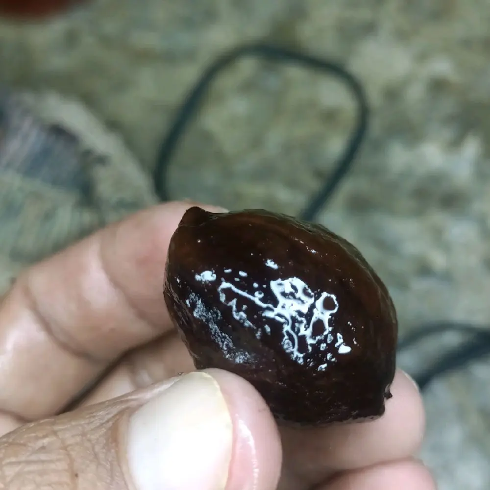 Muncang Adu Matang Panjangan dan Buledan