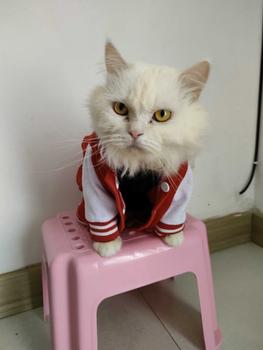 Product Review of baju kucing lucu aksesoris hewan peliharaan - BUKIPET BASIC VARSITY from D**a D**e 2