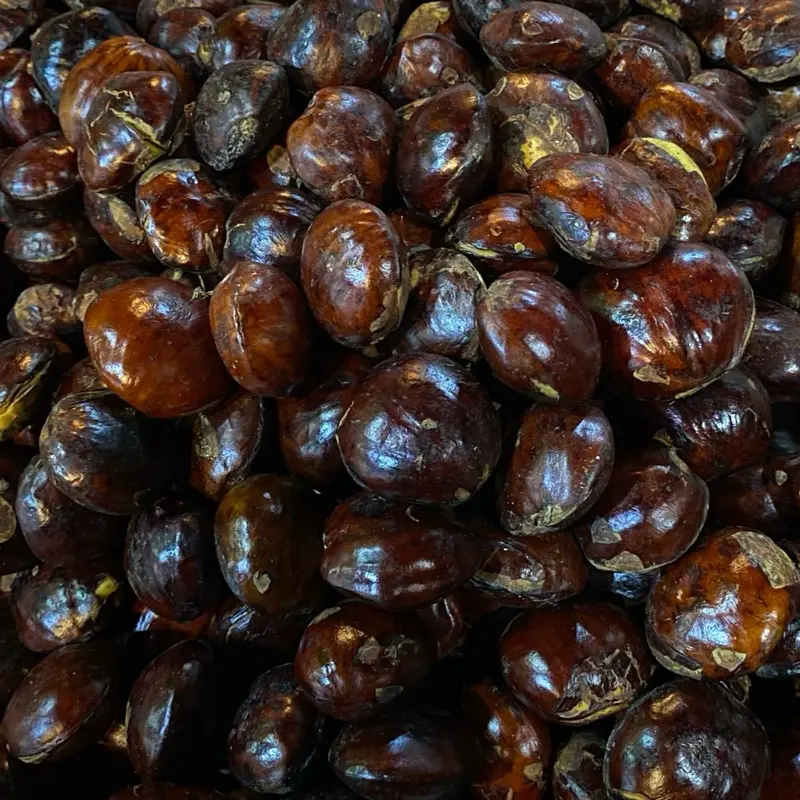 jengkol tua belom di rendem 0