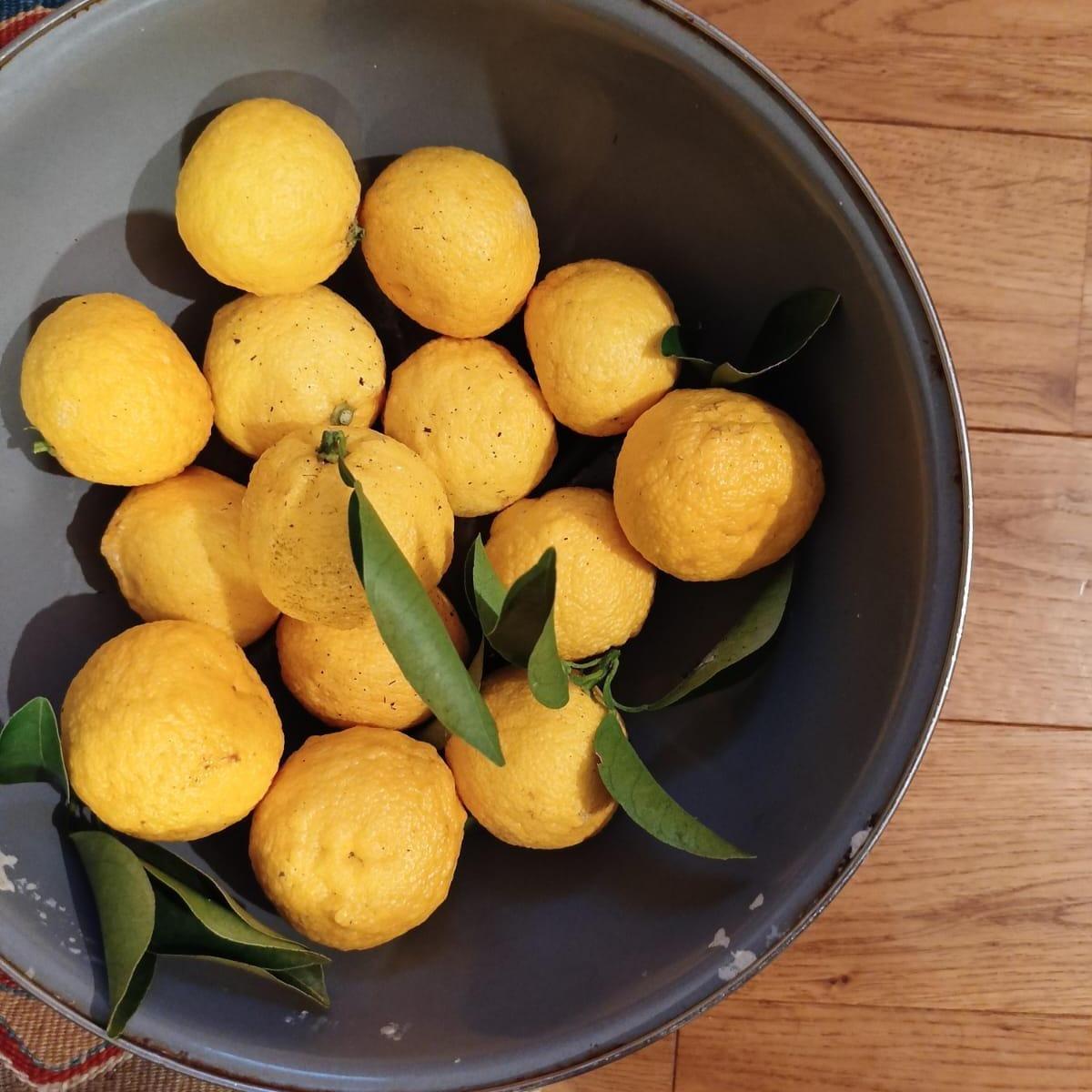 Organic Yellow Yuzu Shiokoji 100g/ koji / ikushima store /bumbu fermentasi/ 2