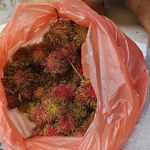 Sapu Lantai Senar Nylon Best Quality Termurah dengan Gagang