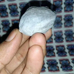 Muncang Adu Pedang Bajing Original Pasangan Bagus stok sedikit