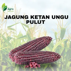 Agro Mulya 50 Benih Jagung Ketan Ungu Pulut Berkualitas Tinggi untuk Taman dan Pertanian