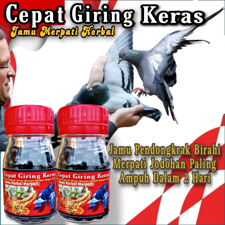 JAMU MERPATI CEPAT GIRING KERAS isi 100 butir sarang walet ferfect power jamu ginseng teki hff rjb xes4 elite 99 extra JP 1