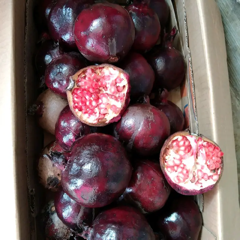 Buah Delima Hitam Asli Muria Zuriat untuk Kesehatan dan Kehamilan - Makanan, Anggur, Mangga, Frozen, Gula Manis 7