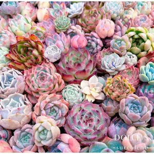 Kaktus Sukulen Mini Berakar Murah Bebas Pilih Jenis