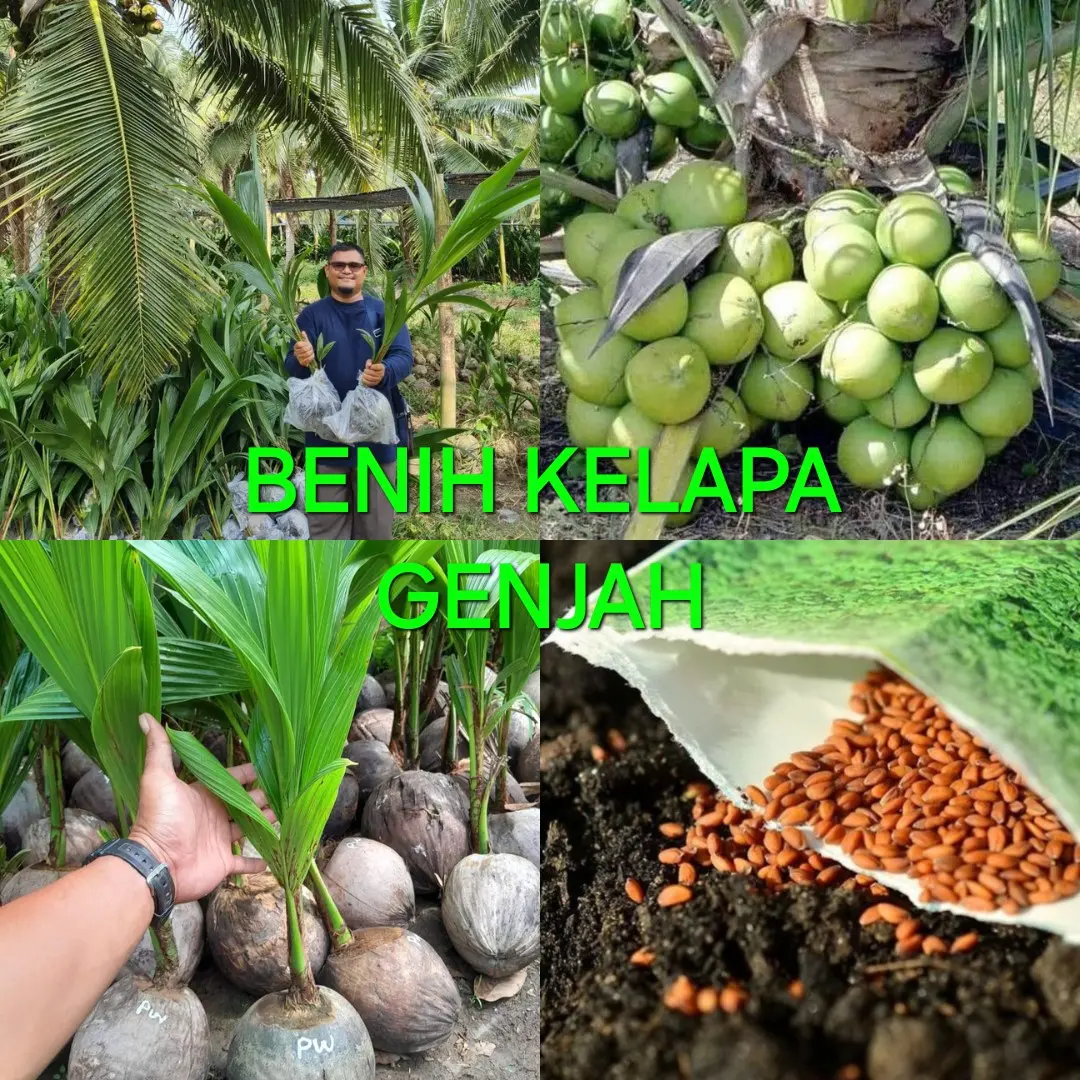 BENIH TANAMAN KELAPA GENJAH HIJAU BERKUALITAS NO 1