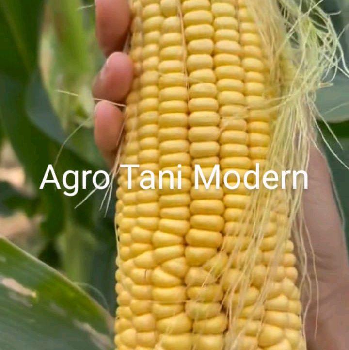 Benih Jagung Jepang Manis Mqdu (isi 200 biji) 1
