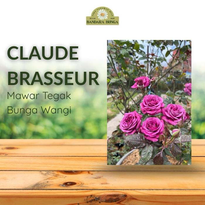 Gambar Tanaman Hias hidup bunga mawar - CLAUDE BRASSEUR -Mawar import- Mawar ungu - Mawar tegak - Mawar Wangi - Bibit bunga mawar dari mv-plant Kab. Bandung Barat Tokopedia