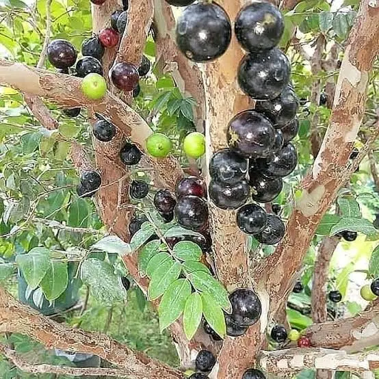 benih unggulan cepat berbuah di daerah panas 2
