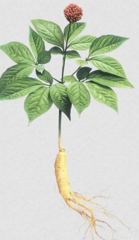 10 Butir Biji Benih Tanaman Ginseng merah Korea (Kemasan Repack Plastik Klip)