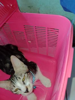 Product Review of Rio B K077  - Kandang Hewan -Pet Carrier Cargo    keranjang jualan keliling from m**a E**a 2