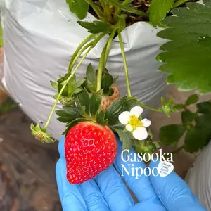 Varietas Langensari Bibit Stroberi Hibrida (Toyonoka x Seolhyang)