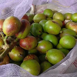 Buah Matoa pati manis legit 3rasa buah Frozen