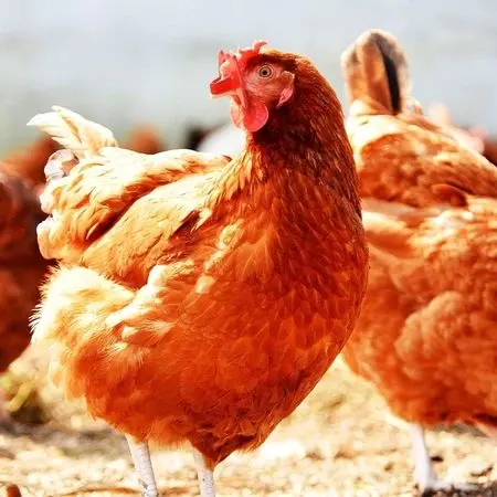 50pcs Kacamata Ayam Anti-pecking Goggles Chicken Glasses Farm Equipment Chicken Glasses Kaca Mata Ayam Kacamata Ayam 7