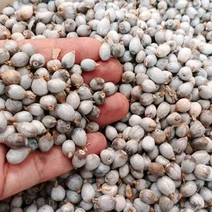 Biji Anjeli - biji jali-jali - barley seeds - ecer biji jali-jali - Biji Anjeli - biji jali-jali - barley seeds - ecer biji jali-jali