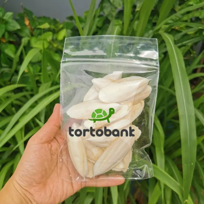 Seller 🌈 Cuttle Fish Bone - Tulang Sotong Super - Kalsium Burung / Reptil 3