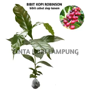 Bibit cabutan Robinson berkualita pilihan/bibit/berkualitas/cabutan/ Resep Psychology