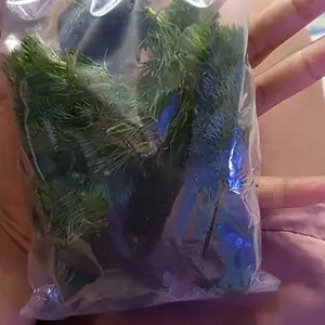 Cabomba hijau media wabikusa