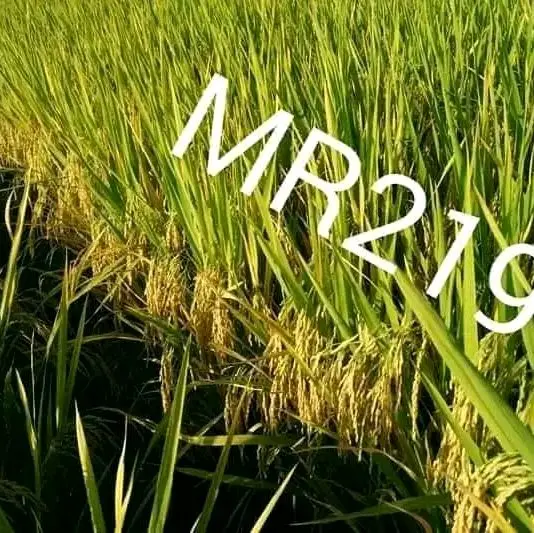 1kg Benih padi MR219 jumbo 2