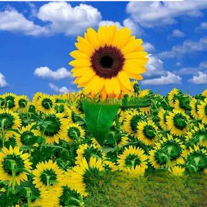 GirasolNaranjaSemillas100GranosFácildeCultivarIdealparaJardínyBalcón