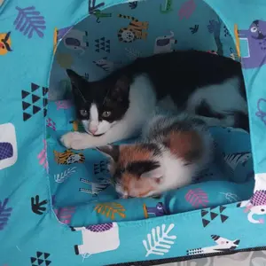 Tenda Kucing Besar Jumbo Dello Original Lipat Motif Kucing Bonus Include Bantal Tempat Tidur Anabul