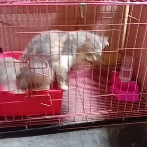 Pasir Gumpal Kucing Bentonite Cat Litter 5L - Odor Contro!Multicolor untuk Anjing dan Kucing