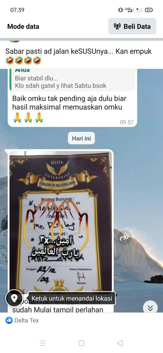 Product Introduction of golden maestro diperuntukkan hanya untuk kontes maupun gantang 5