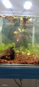 Product Review of Drift wood Aquarium Kayu Hiasan Kayu Akuarium Wood Decoration S Size / M Side / L Size / XL Size (Aquarium/Air Plants) from ~**l 2