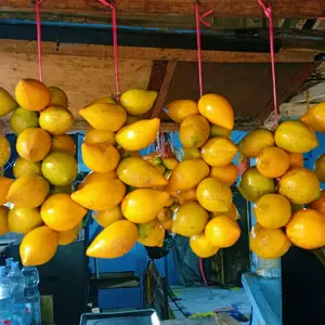 sawo belanda 500gram - campoleh sawo mentega enak manis tekstur empuk