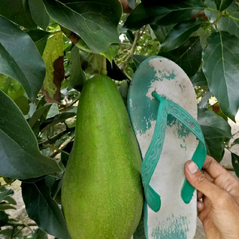 Bibit Tanaman Alpukat Aligator 0