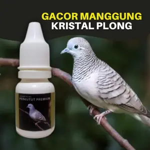 Jamu Dan Vitamin Burung Perkutut Premium Biar Cepat Gacor Rajin Manggung