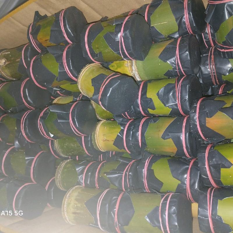 umpan mancing ulat bambu 1 tabung isi 25 4