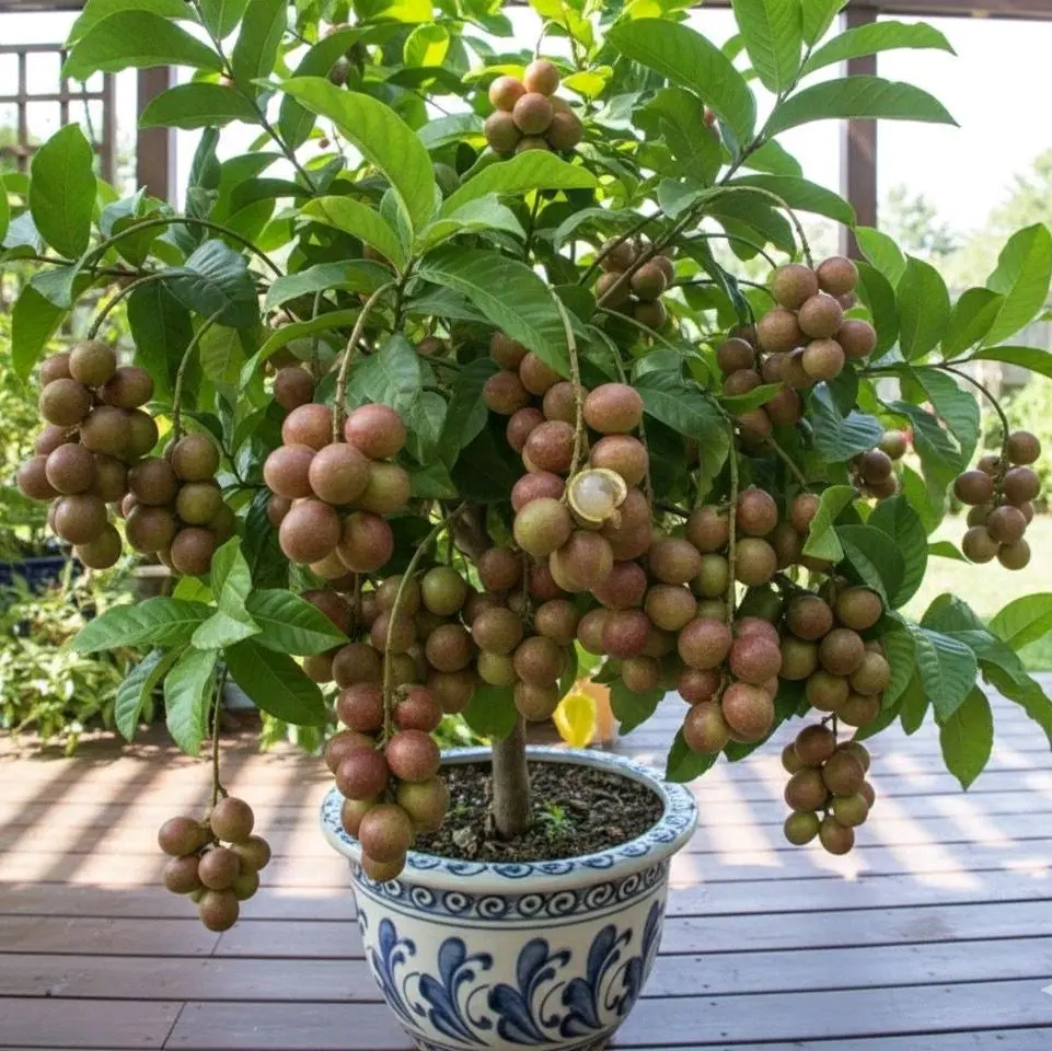 Bibit Tanaman Matoa madu cepat berbuah di dalam pot (beebuah di usia 1-2 tahun an) cocok untuk pemula yang mau tanam