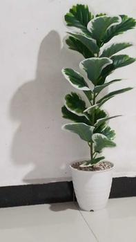 Product Review of TANAMAN ARTIFICIAL KETAPANG  PUTIH 23DAUN(sudah+pot) from l**t 0