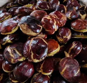 Jengkot tua ukuran besar/jengkol tua rendaman segar Food