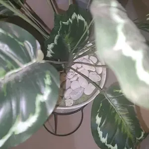 BATU TANAMAN HIAS MURAH 500 GRAM BATU PUTIH BATU PANCAWARNA