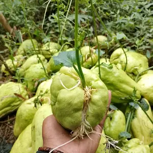 Bibit Labu Siam Jumbo Bibit Siap Tanam