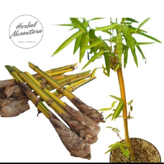 Bibit stek bambu kuning premium siap tanam 1 pohon siap tanam premium
