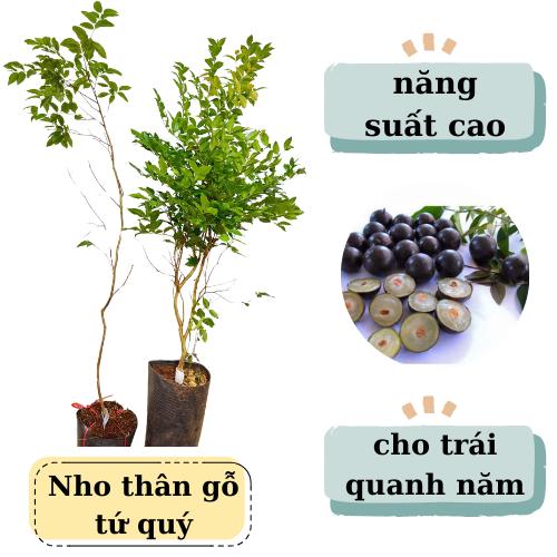 Cây giống nho thân gỗ tứ quý, cho trái quanh năm, nho tứ quý, nho thân gỗ